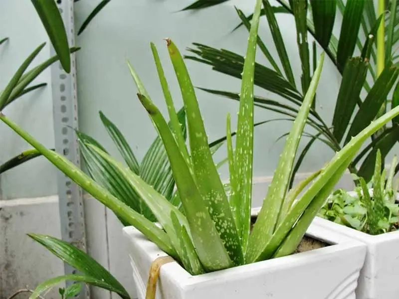 Danh sách cây hút bức xạ máy tính hiệu quả dễ trồng