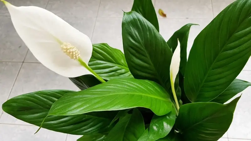 Cây hút bức xạ và sức khỏe người dùng máy tính tốt hơn