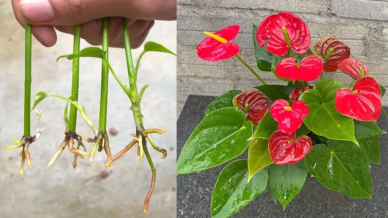 Cây hút bức xạ cho văn phòng làm việc hiện đại