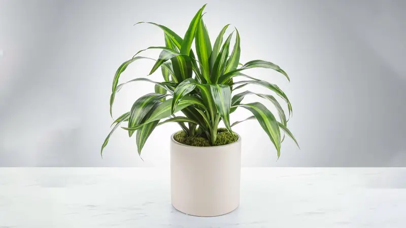 Mẹo giảm bức xạ máy tính bằng cây xanh dễ áp dụng