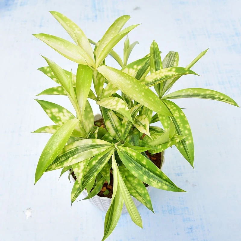 Cây trúc nhật vàng mang may mắn và sức sống