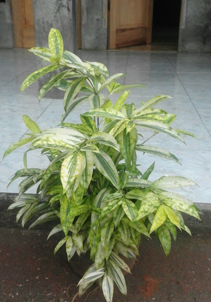 Cây trúc nhật vàng phong thủy thu hút năng lượng tốt