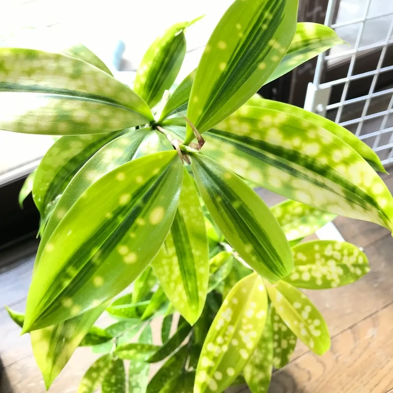 Cây trúc nhật vàng đẹp dễ gây thiện cảm ngay lần đầu