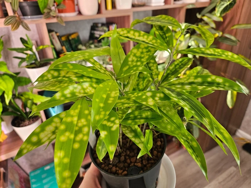 Cây trúc nhật vàng trong nhà phù hợp nhiều không gian