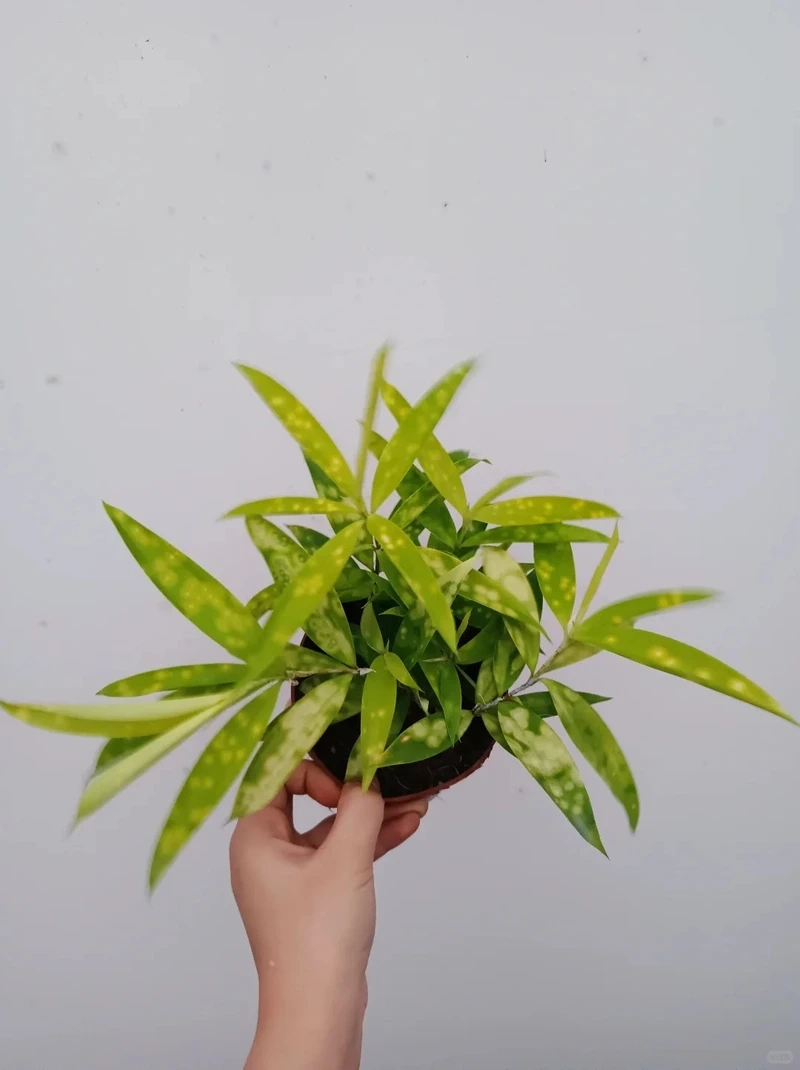 Cây trúc nhật vàng chậu nhỏ gọn gàng tiện trưng bày