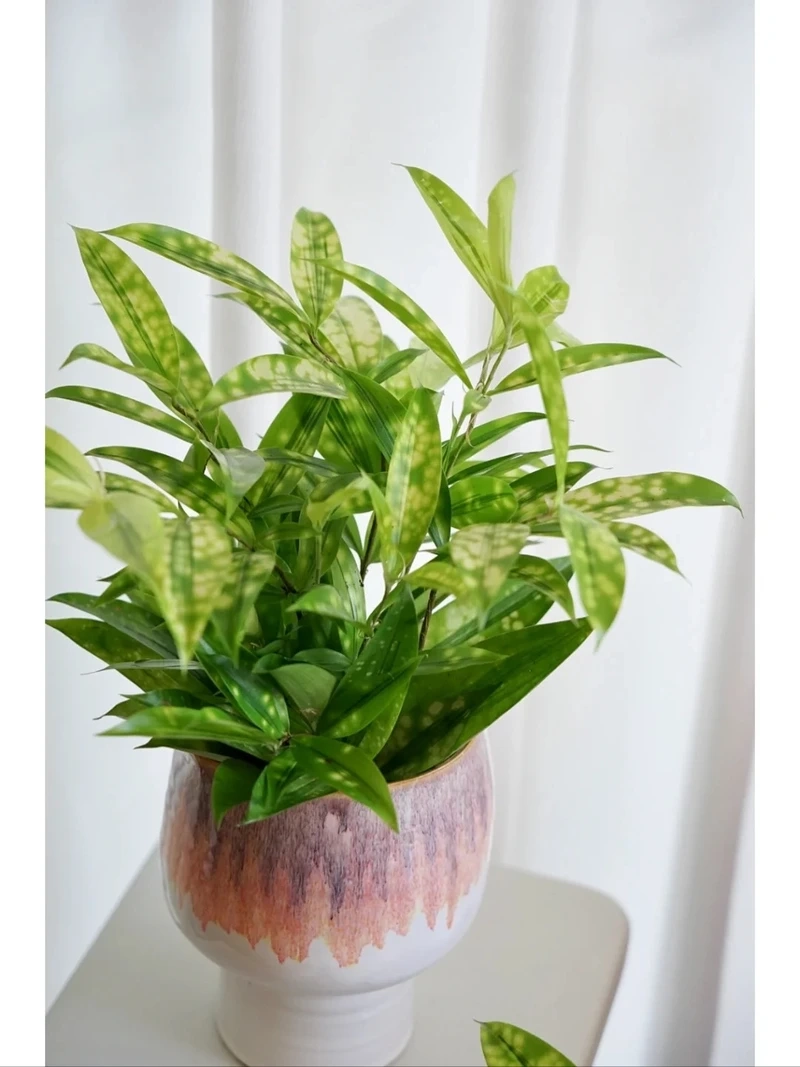 Cây trúc nhật vàng mini để bàn nhỏ gọn tinh tế