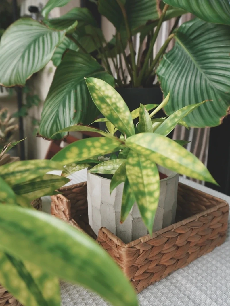 Cây trúc nhật vàng cây cảnh được nhiều người yêu thích