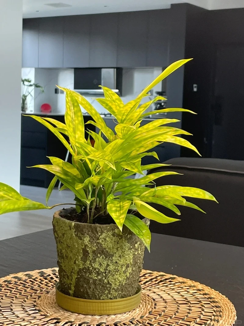 Cây trúc nhật vàng decor hợp phong cách hiện đại