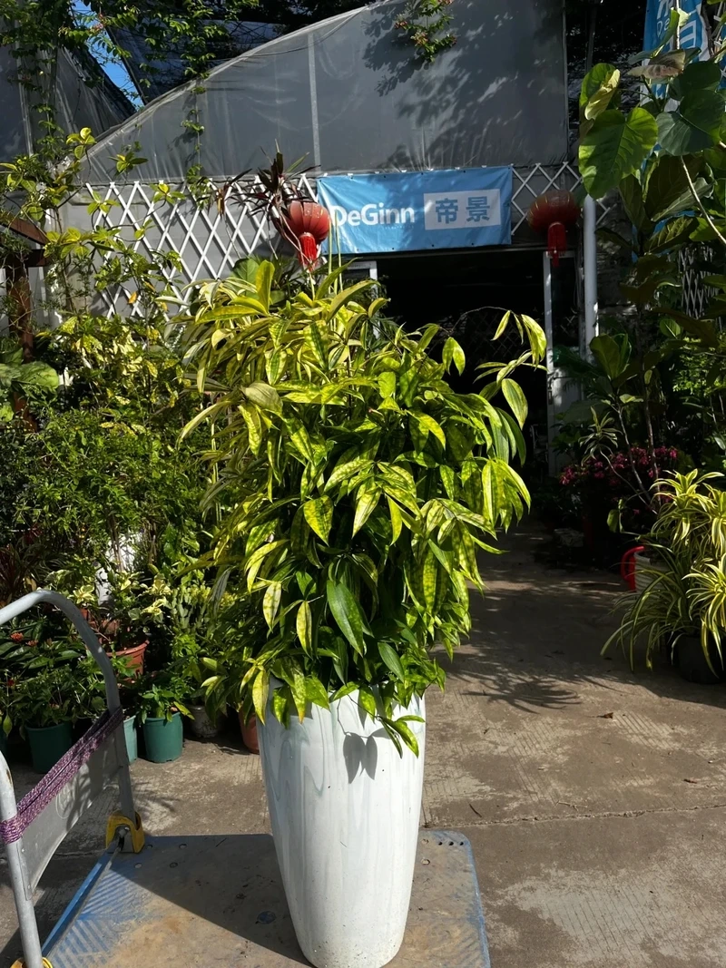 Cây trúc nhật vàng để bàn phong thủy mang may mắn tích cực