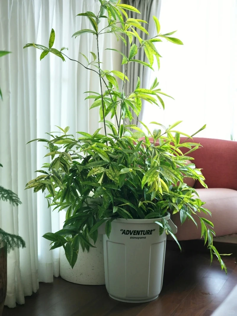 Cây trúc nhật vàng chậu sứ thanh lịch và sang trọng