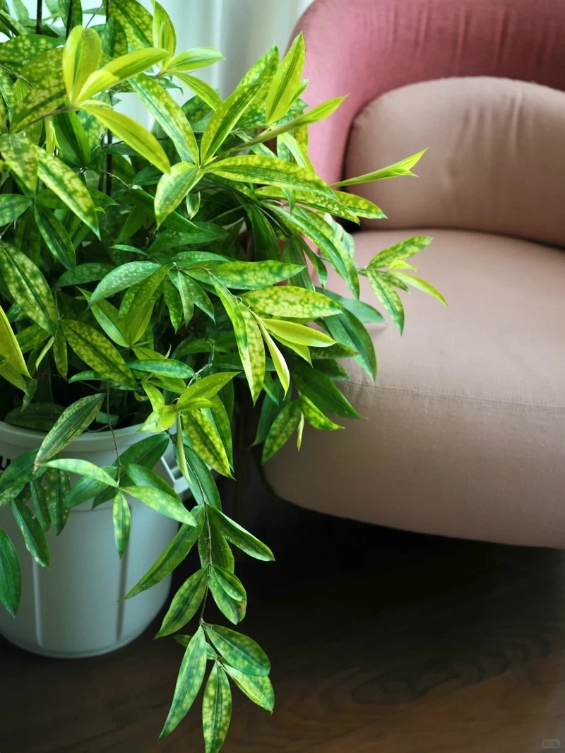 Cây trúc nhật vàng mini phong thủy nhỏ mà hút tài lộc