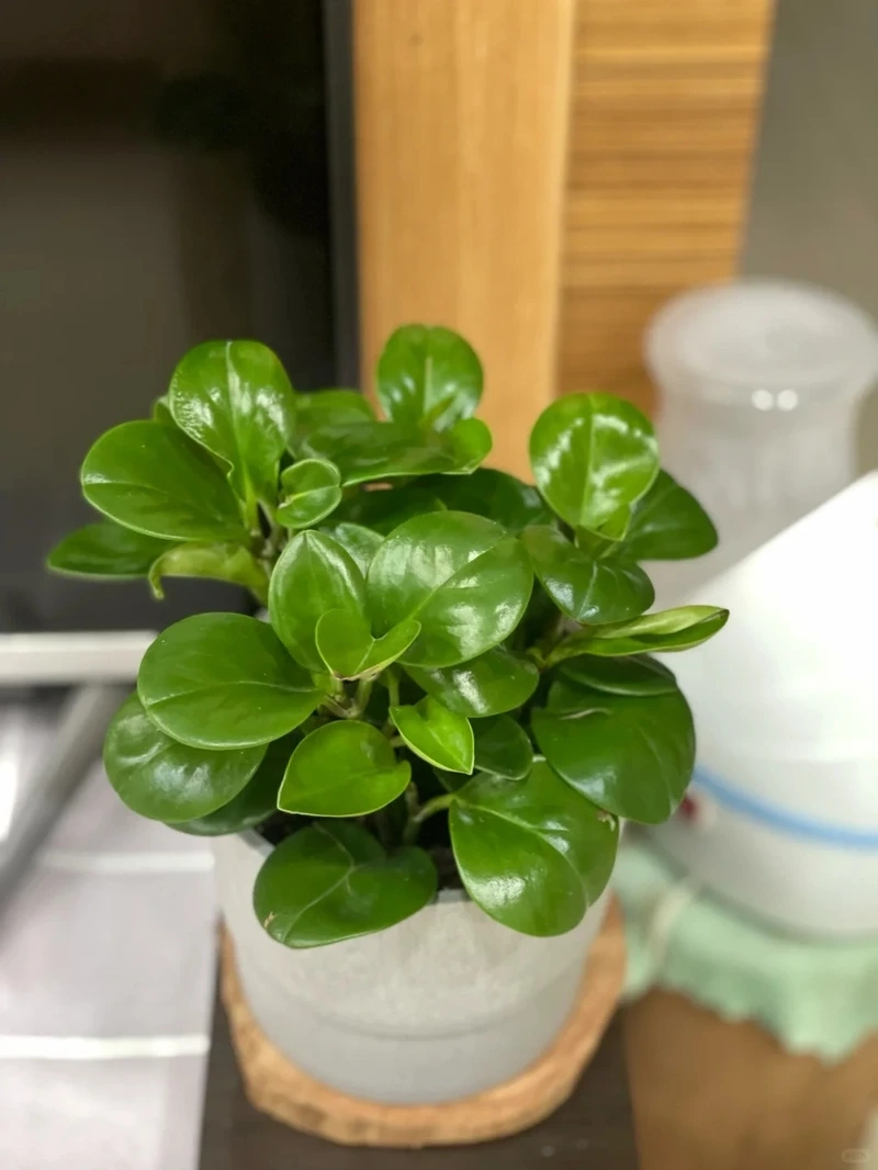 Trang trí góc nhỏ với cây Trường sinh để bàn xanh mát