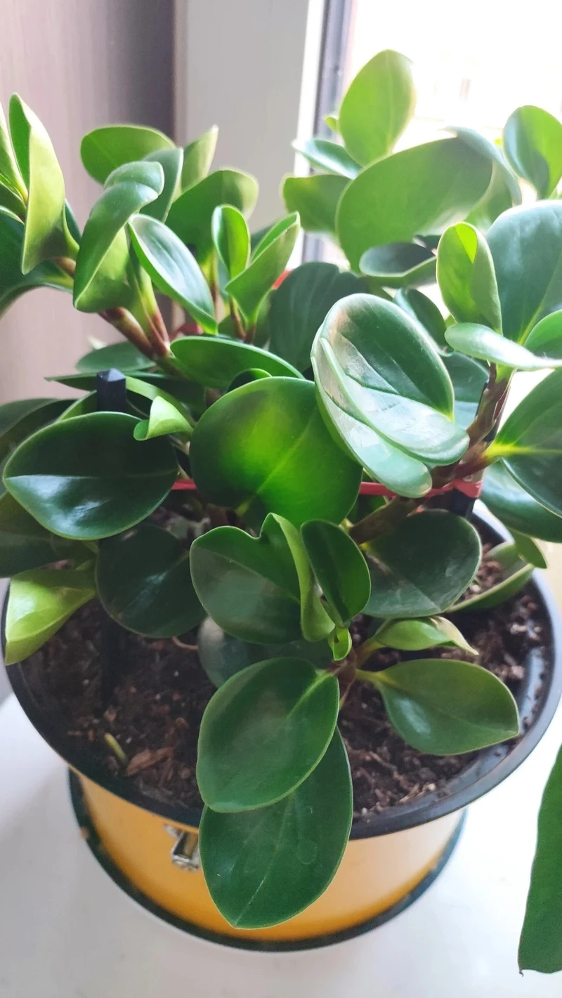 Làm đẹp không gian sống với cây Trường sinh trong nhà