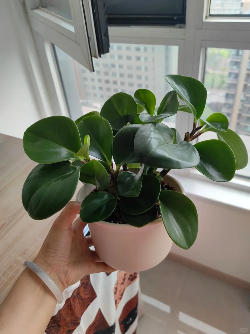 Góc chill thiên nhiên cùng cây Trường sinh cảnh