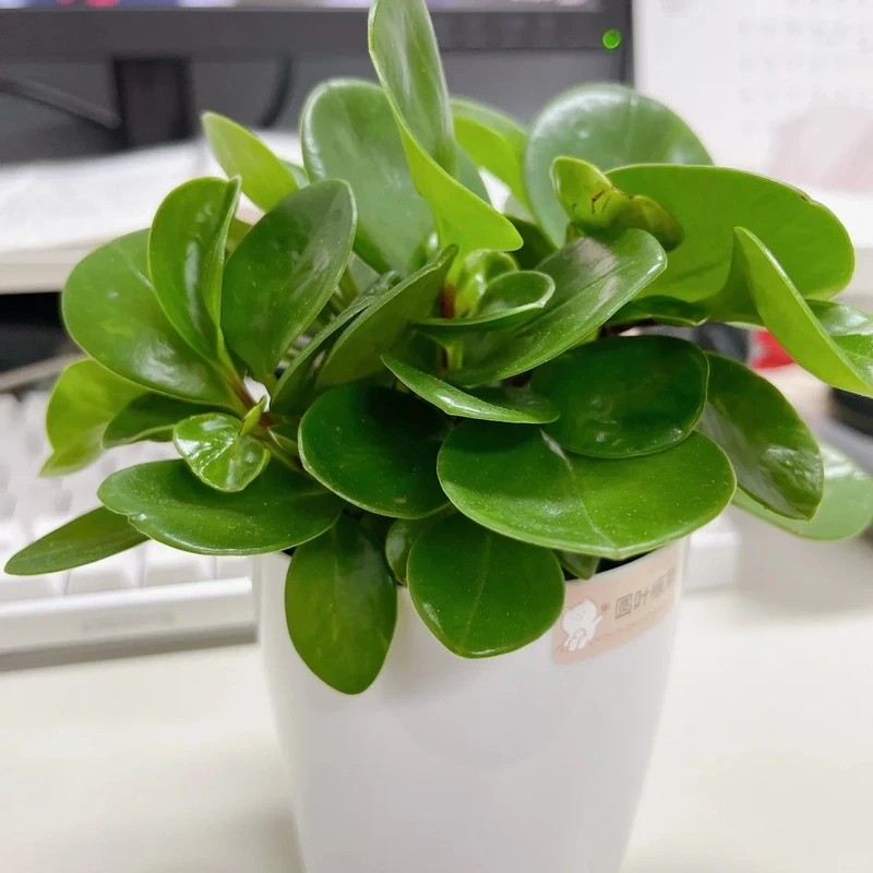 Chọn đúng may mắn với cây Trường sinh hợp mệnh