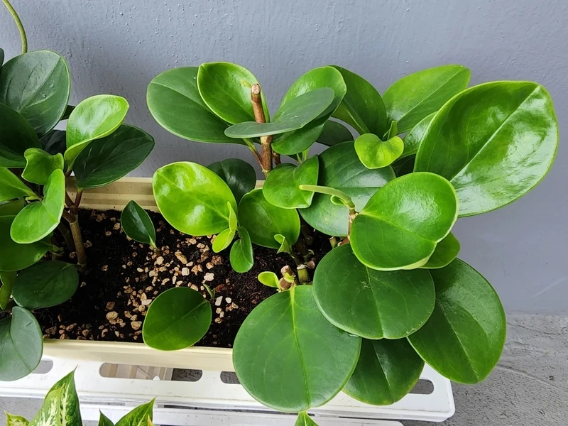 Bàn làm việc nổi bật hơn nhờ cây Trường sinh để bàn làm việc