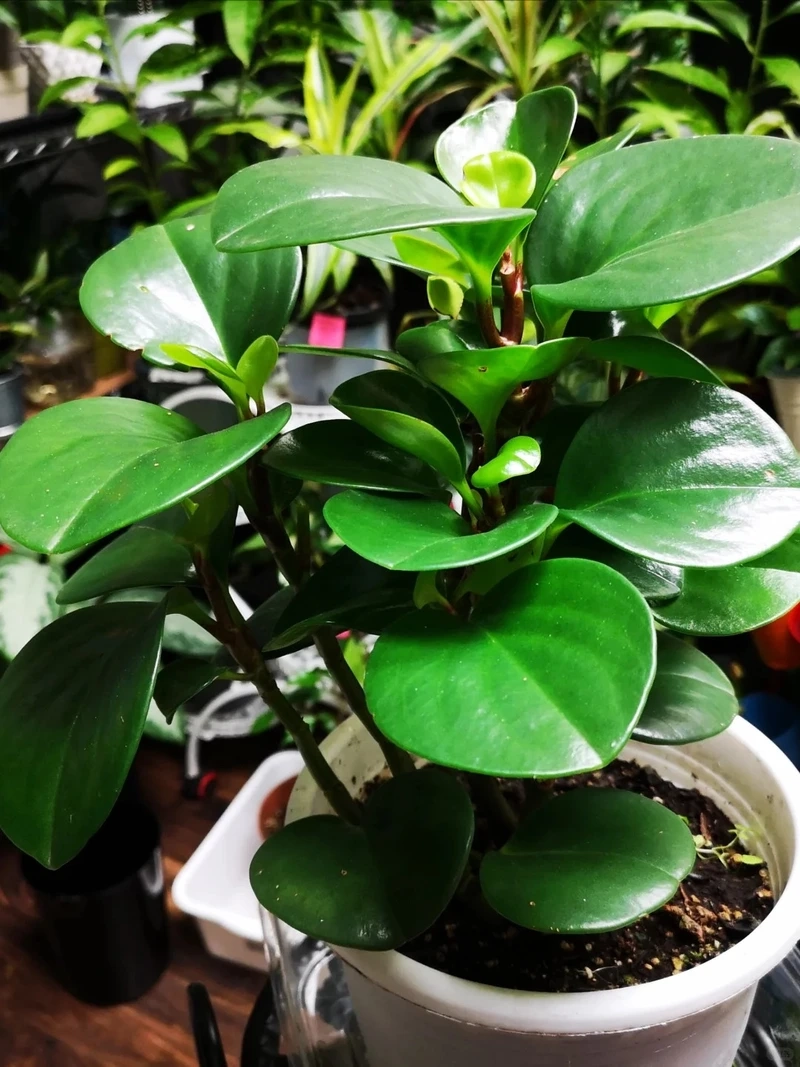 Tạo điểm nhấn tinh tế với cây Trường sinh trang trí