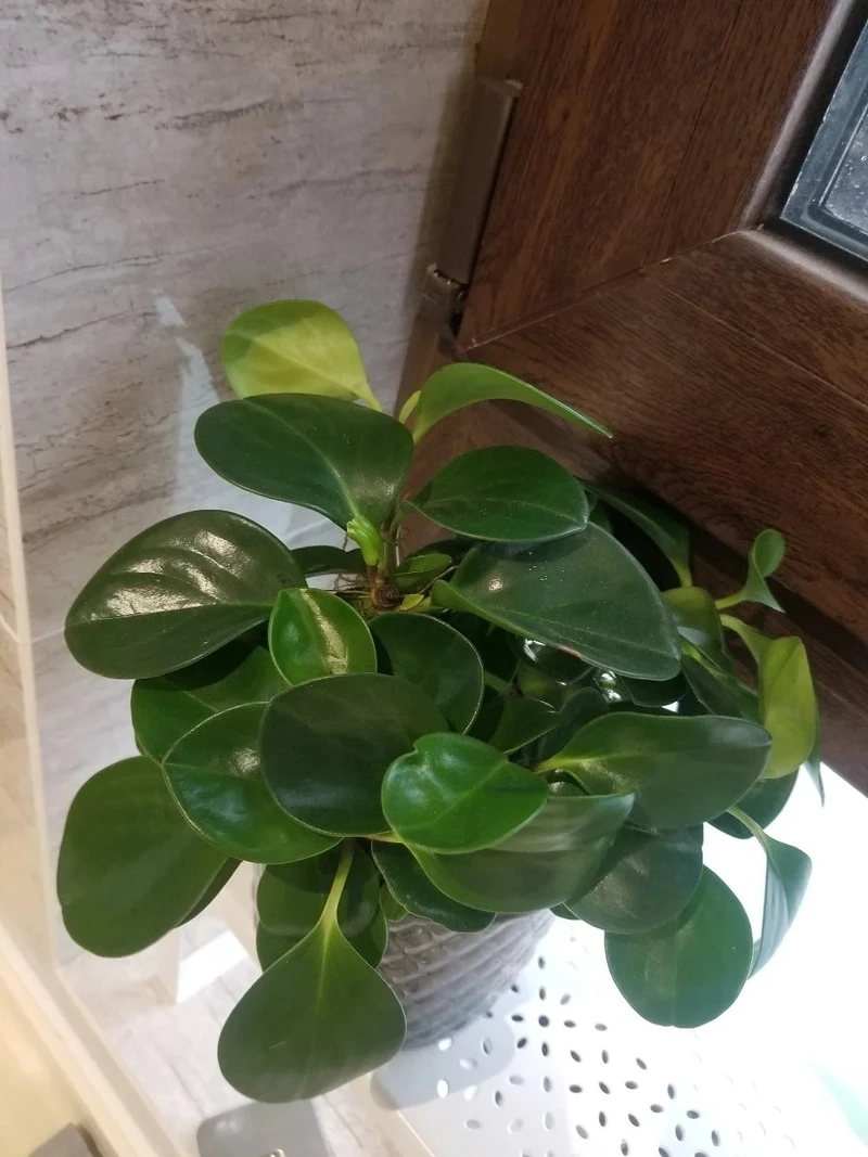 Người bận rộn vẫn hợp cây Trường sinh dễ chăm sóc