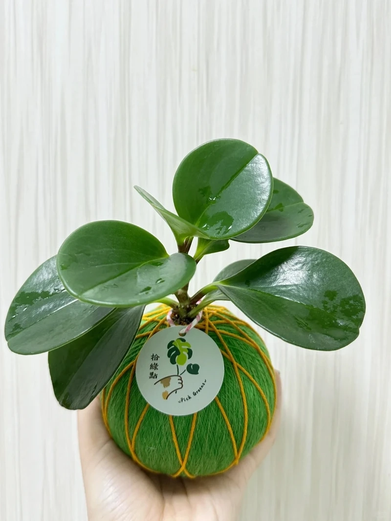 Ngủ ngon hơn với cây Trường sinh để phòng ngủ