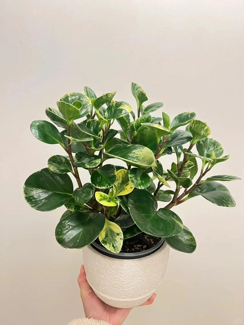 Không gian luôn tươi mới nhờ cây Trường sinh xanh tốt