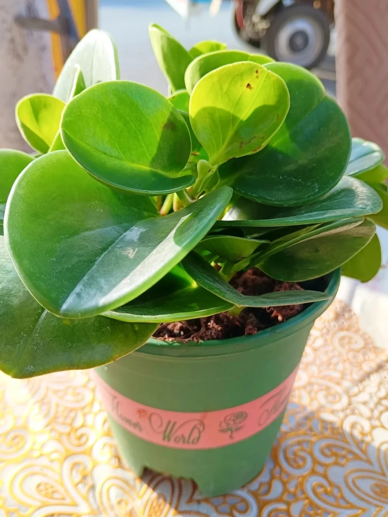 Dễ trồng dễ sống với cây Trường sinh trồng chậu