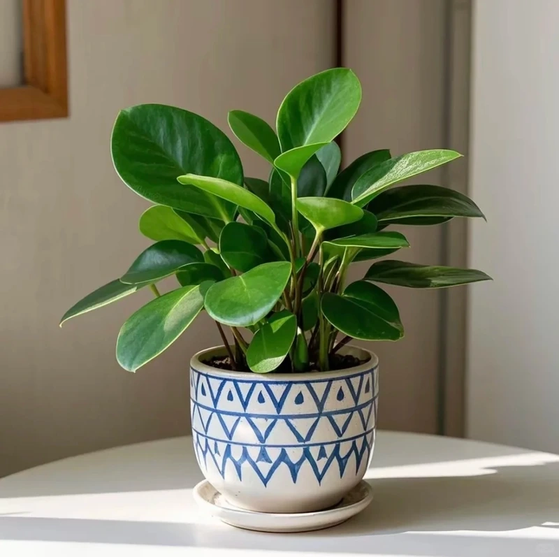 Bàn học sinh động hơn nhờ cây Trường sinh để bàn học