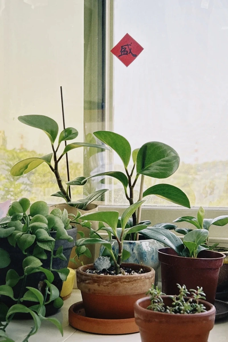 Ai cũng mê vẻ xinh xắn của cây Trường sinh nhỏ xinh