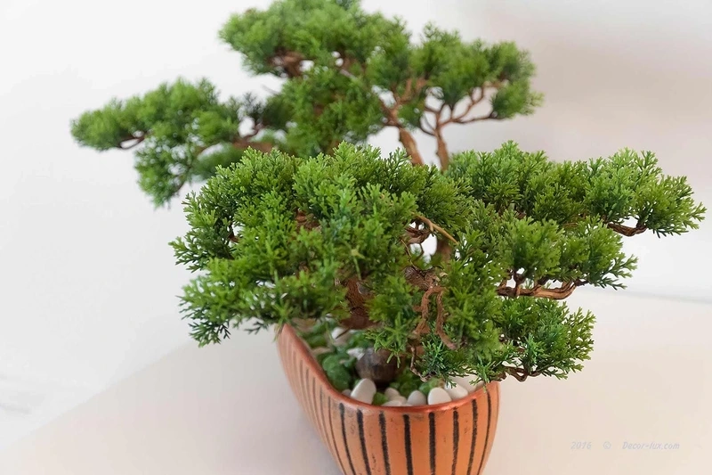 Đặc điểm nổi bật của cây Tùng Bồng Lai 