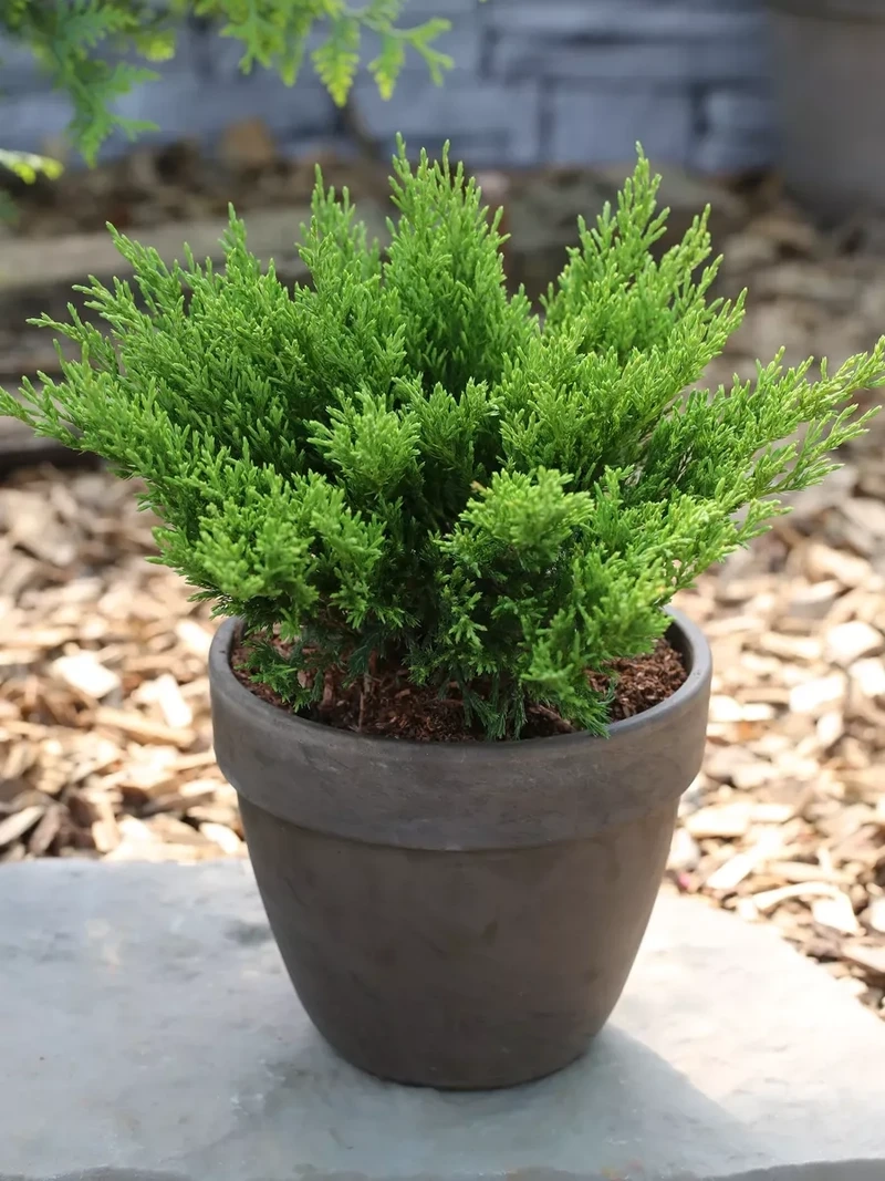 Cây tùng bồng lai phong thủy mang may mắn tài lộc