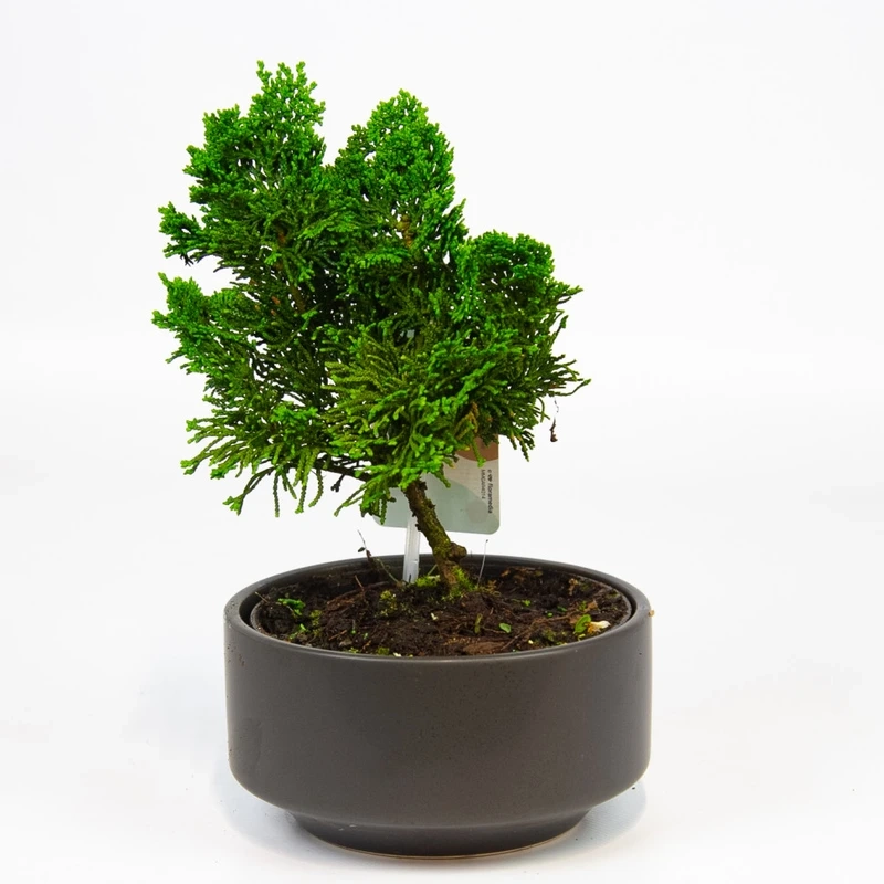 Cây tùng bồng lai bonsai nhỏ gọn dễ chăm sóc