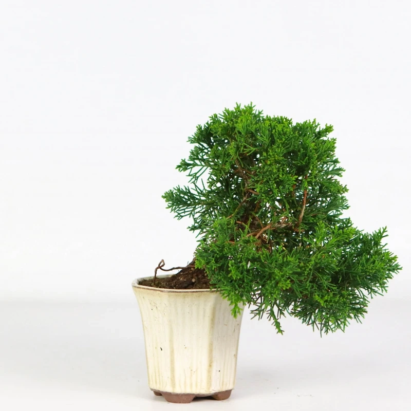 Cây tùng bồng lai cảnh lựa chọn trang trí tinh tế