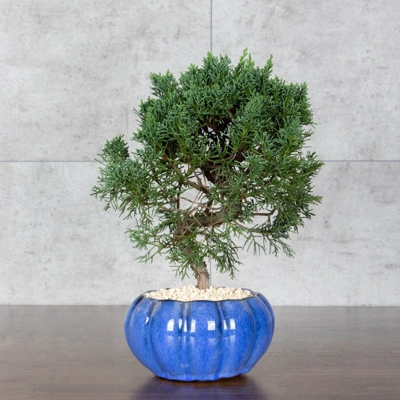 Cây tùng bồng lai đẹp phù hợp nhiều không gian