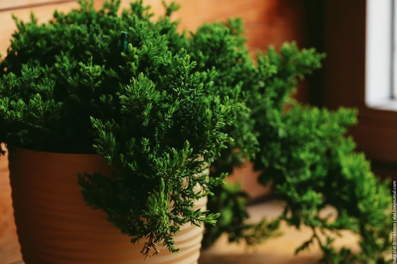 Cây tùng bồng lai trang trí tăng vẻ sang trọng