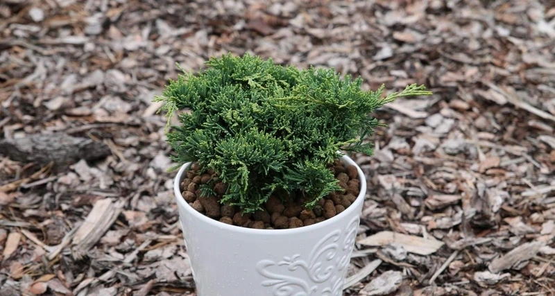 Cây tùng bồng lai chậu sứ thanh lịch bền đẹp