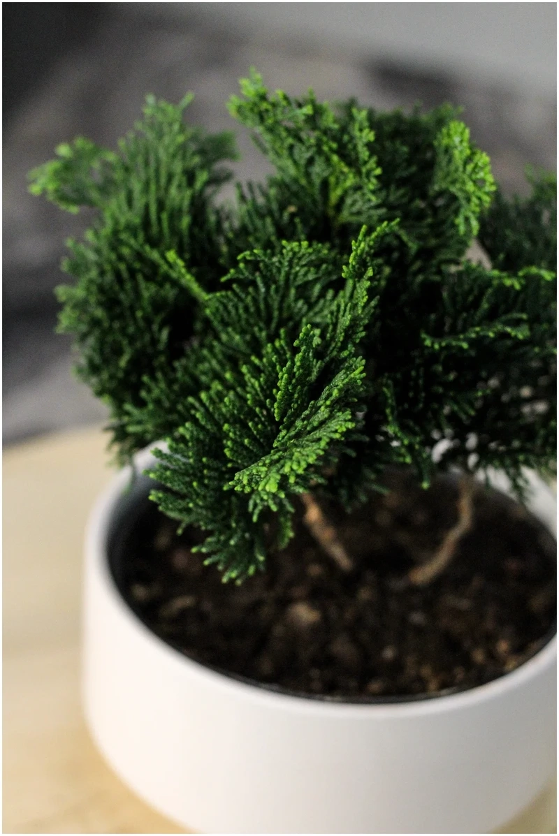 Hình ảnh cây tùng bồng lai truyền cảm hứng decor