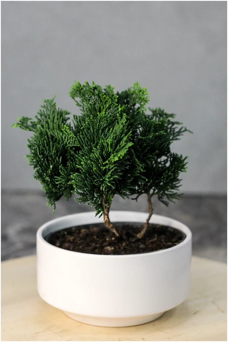 Cây tùng bồng lai mini phong thủy quà tặng ý nghĩa