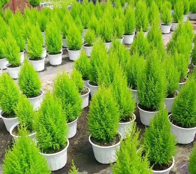 Thiết kế chậu tùng thơm phối cây tùng thơm tinh tế