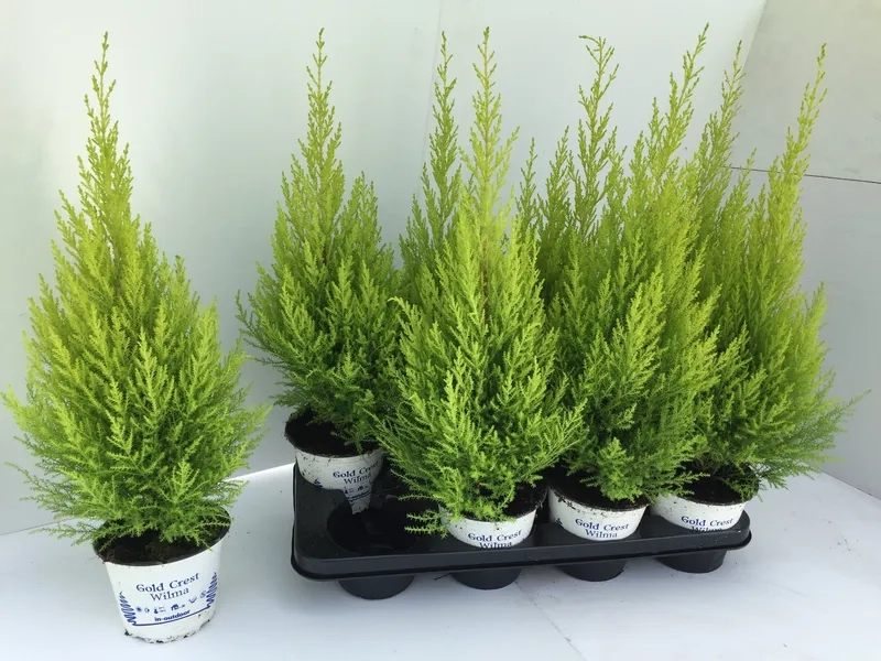 Gợi ý cách trang trí cây tùng thơm đẹp tự nhiên