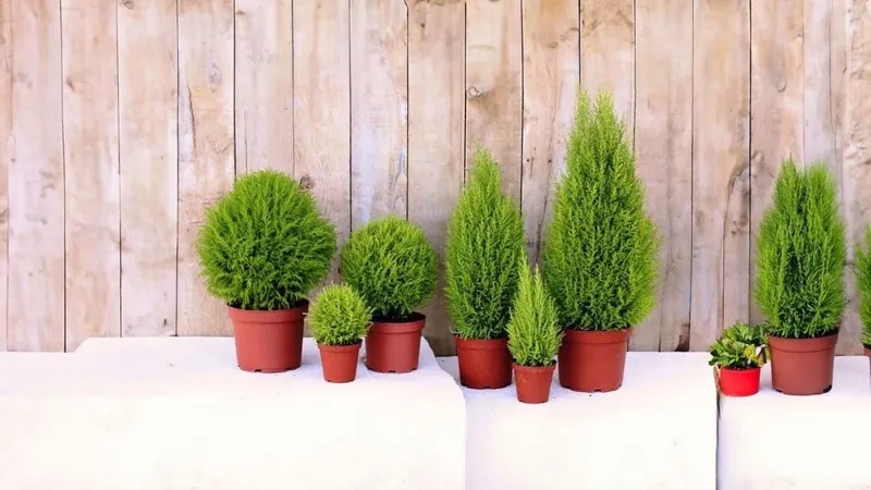 Giải đáp cây tùng thơm hợp tuổi nào theo phong thủy