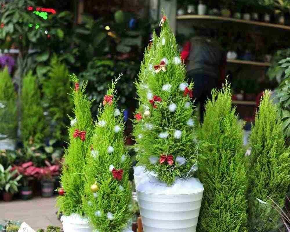 Cây tùng thơm tỏa hương nhẹ với tùng thơm mini