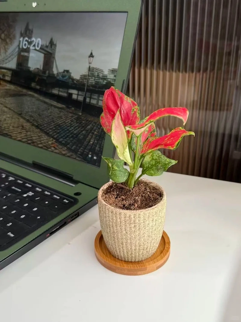 Cây Vạn lộc trong nhà phù hợp nhiều không gian