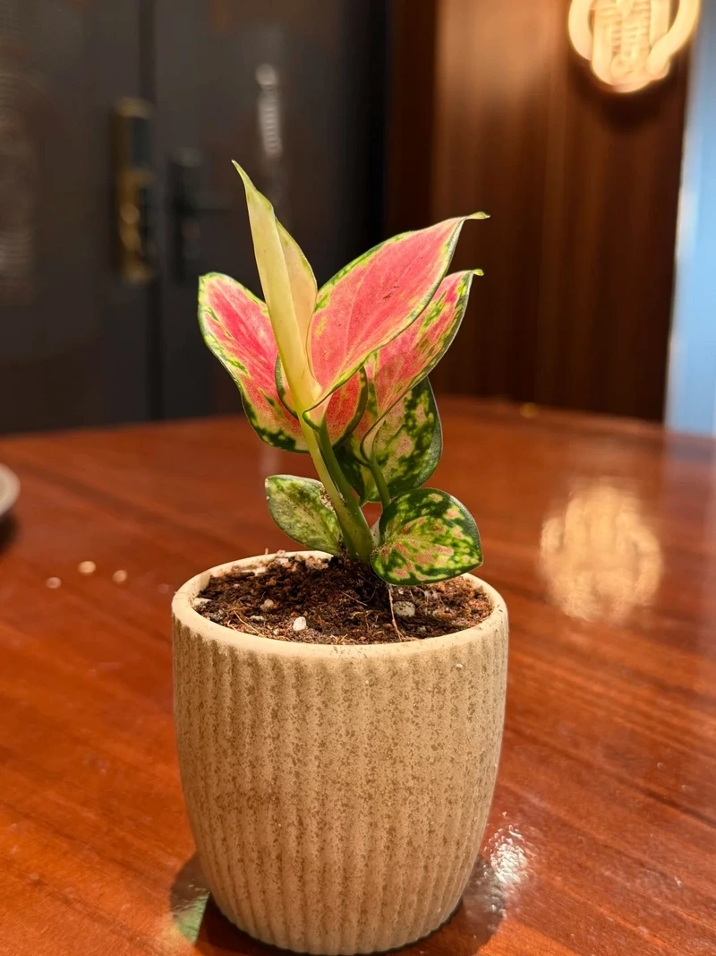 Cây Vạn lộc mini nhỏ xinh dễ bố trí