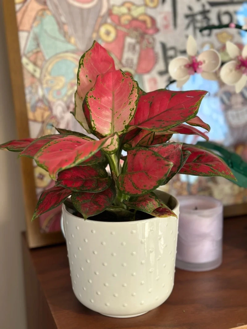 Cây Vạn lộc trồng trong chậu tiện chăm sóc lâu dài