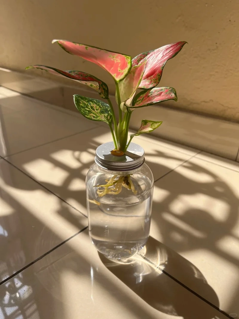 Cây Vạn lộc văn phòng gọn gàng tinh tế