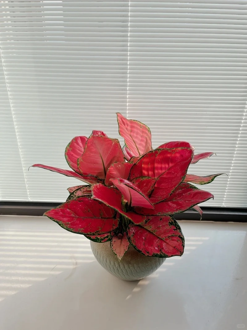 Cây Vạn lộc decor nhà hợp phong cách hiện đại