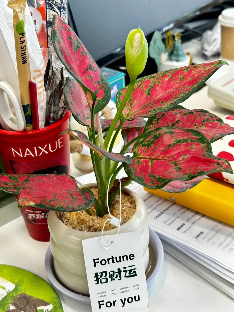 Cây Vạn lộc để phòng khách tạo điểm nhấn nổi bật