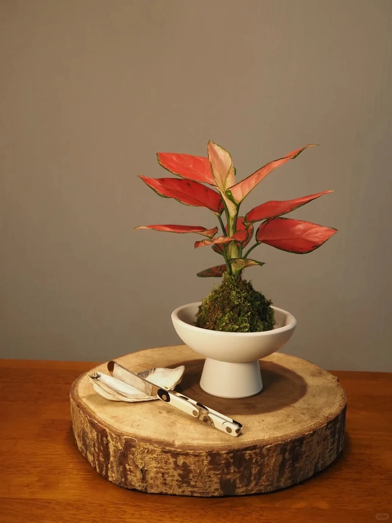 Cây Vạn lộc để bàn học giúp không gian sinh động