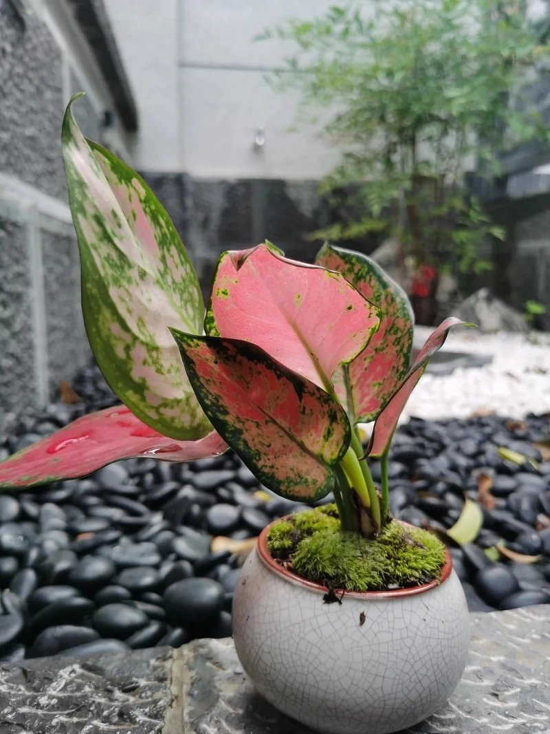 Cây Vạn lộc đẹp dễ gây thiện cảm