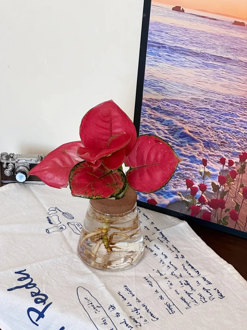 Cây Vạn lộc trang trí bàn tạo sắc xanh đỏ hài hòa