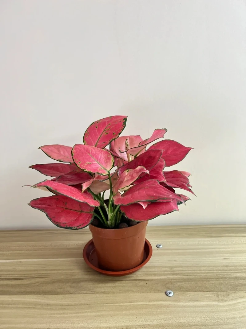 Cây Vạn lộc xanh đỏ nổi bật và sinh động